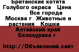 Британские котята Голубого окраса › Цена ­ 8 000 - Все города, Москва г. Животные и растения » Кошки   . Алтайский край,Белокуриха г.